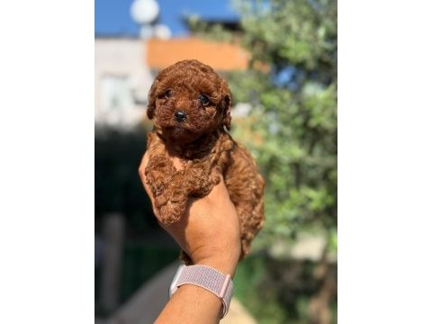 Büyümeyen korsa poodle bebeklerimiz