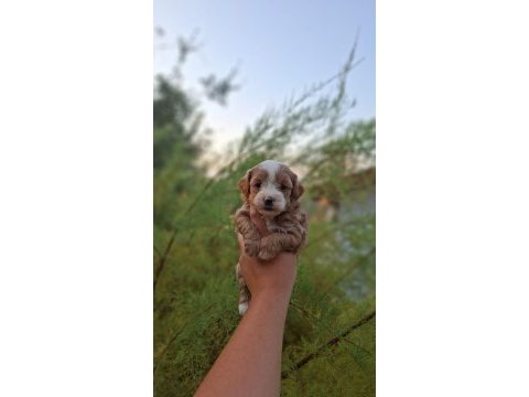 F1 0 numara maltipoo yavrularım geldi