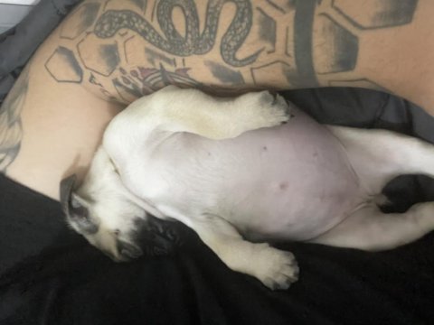 Gözüm gibi baktığım evladım pug