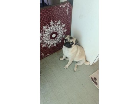 Pink taşıyıcı sss kalite dişi erkek mevcut pug
