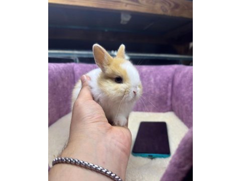 Cüce netherland dwarf tavşan