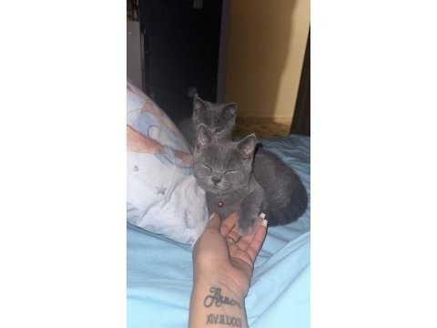 4 aylık sevimli oyuncu british shorthair yavrular