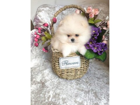 Pomeranian boo
