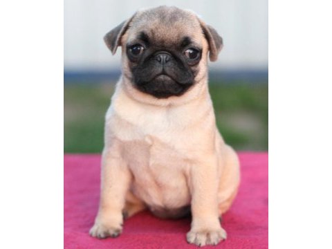 Pug mops bebekler 2 - 2.5 aylık ev üretimi