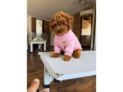 Orjinal toy poodle yavrularım