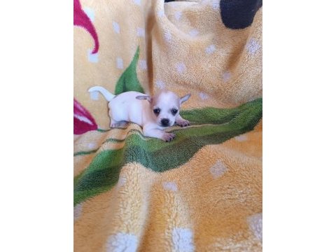 Erkek şivava 2.5 aylık chihuahua