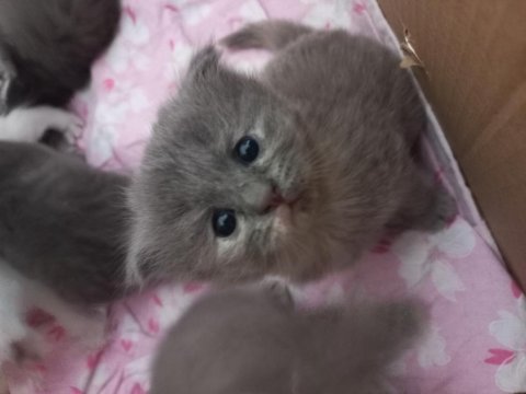 Scottish fold kızımıza yuva