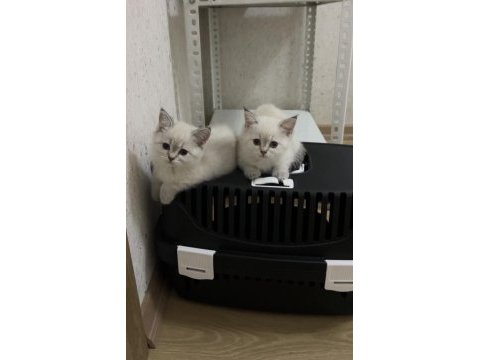 A kalite british shorthair silver point yavrum