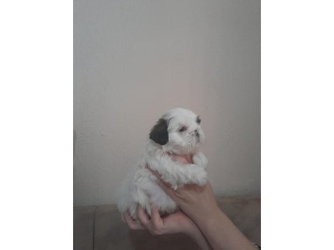Orjinal shih tzu ev yavrularımız