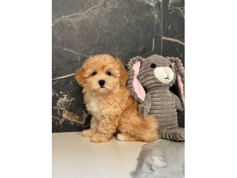 Efsane maltipoo yavrular
