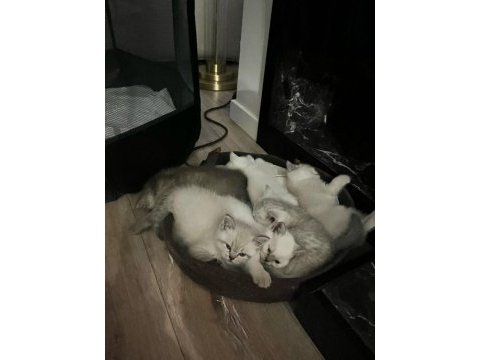 Harika british shorthair yavrularımız yeni yuvasını bekliyor