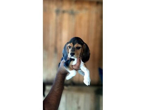 Beagle yavrularımız mükemmel bebekler