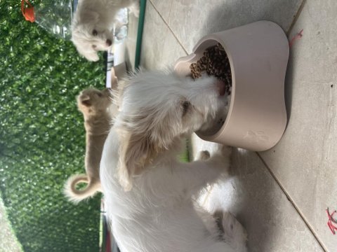 Terierkır ası köpeklerimi sahiplendiriyorum ücretsiz