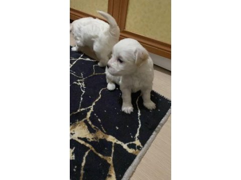 Kendi beslediğim köpeğimin yavruları üretici değilim
