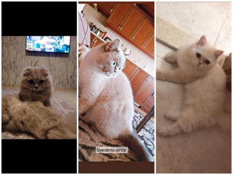 Acil safkan ırk garantili british longhair kediler
