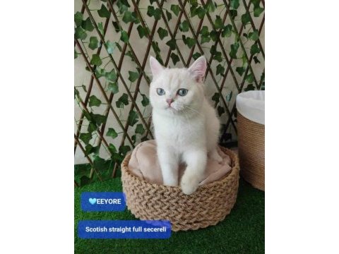 Safkan gerçek british shorthair bebekler