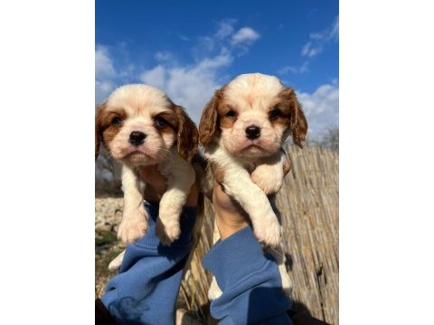 Bebek surat cavalier king charles yavrular