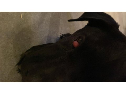 4 aylık cane corso