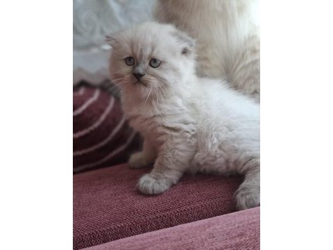 Safkan himalayan sağlıklı yavru