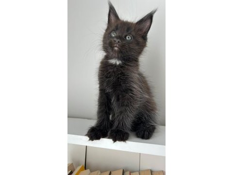 Sağlık ve ırk garantili minik maine coon devler
