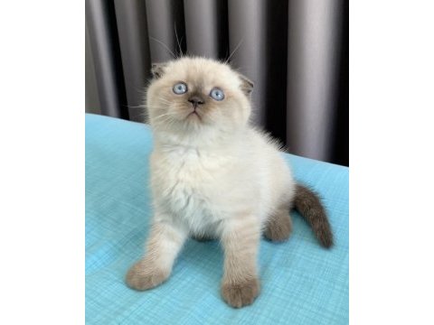 Afacan british shorthair yavru