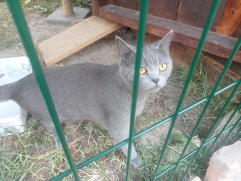 British shorthair kediler