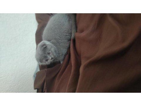 Scottish fold erkek yavru