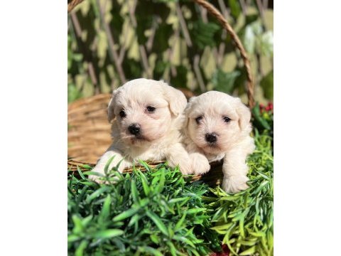 Kar beyaz maltese terrier yavrular