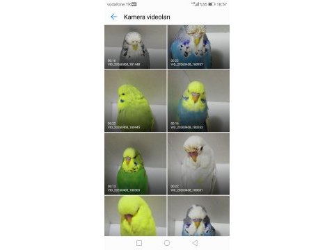 Show jumbo muhabbet kuşu yavrular