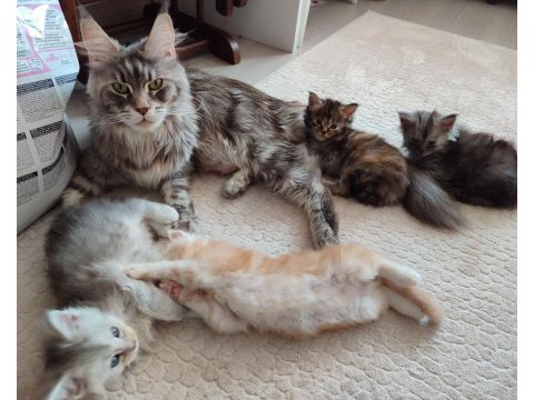 Wcf kayıtlı maine coon yavrusu