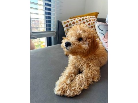 Altın tüylü 3 aylık toy poodle yavru