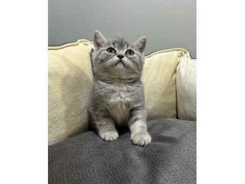 Tabby british shorthair