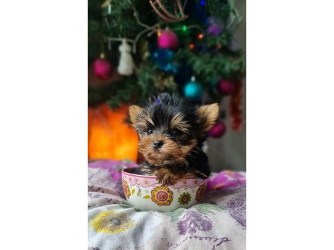 Şecereli teacup yorkshire terrier yavrular