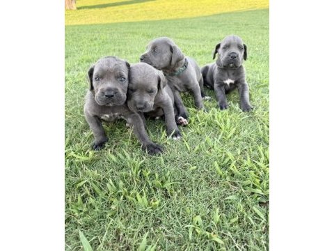 Cane corso bebekler