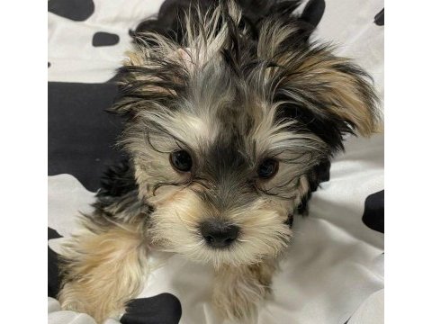 Ailenize neşe katacak mini yorkshire terrier dostlar