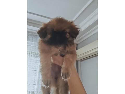 Antalya pekinez cinsi köpekler