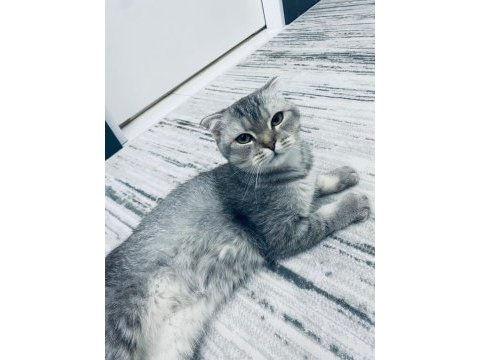 5 aylık erken sahiplendirmek istiyoruz