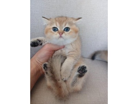 İnsan canlısı sosyal scottish fold