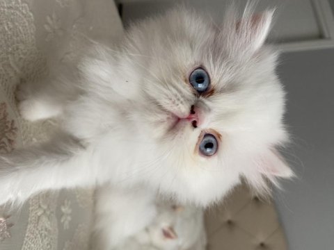 Safkan iran persian yavrularımız brıtısh fiyatına