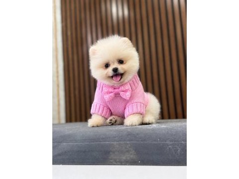 Show kalite pomeranian boo yavrular