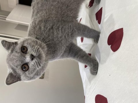 4 aylık kedimize yeni yuvamızı arıyoruz