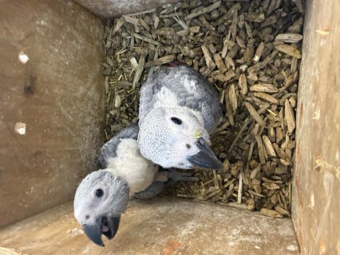 Evlat arayanlara el besleme bebek jakolar