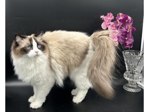 Arina s ragnia nin şecereli şampiyon ragdoll bebekleri