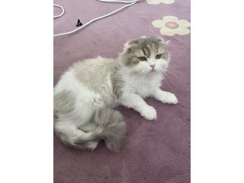 Dişi british longhair kedimiz sahiplendirilecektir