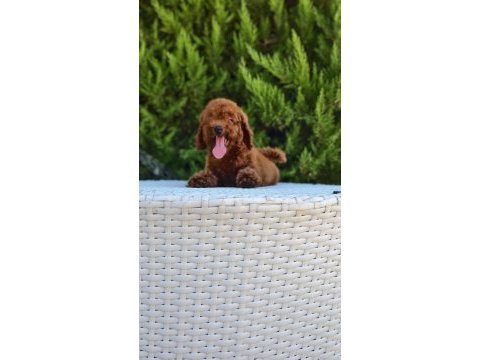 Antalya kaliteli poodle (her ile gönderim yapılır)