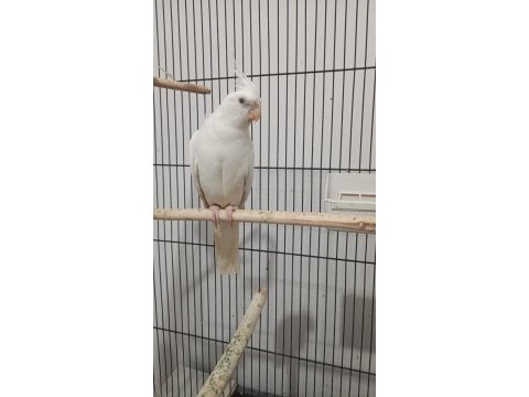 Albino sultan papağanı erkek yavru