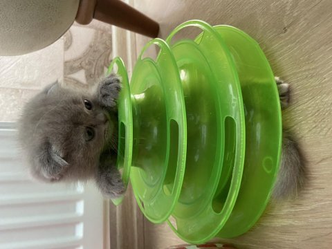 Yavru scottish fold orijinal ırk