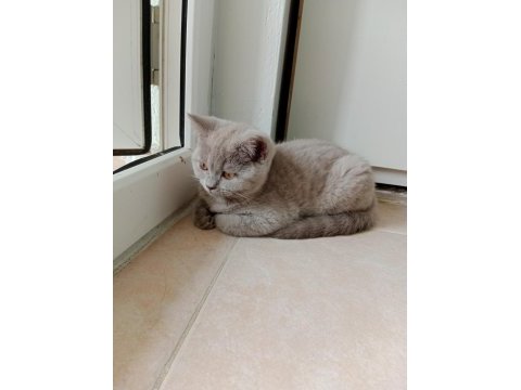 British shorthair minnagimizin yeni evini ariyoruz