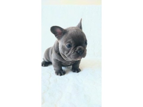 Egzotic french bulldog yavruları