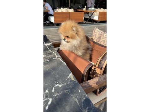 Pomeranian boo erkek 3 aylık